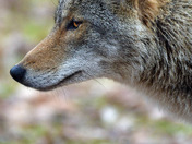 Eastern Coyote