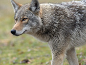 Eastern Coyote