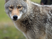 Eastern Coyote