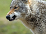 Eastern Coyote