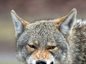 Eastern Coyote