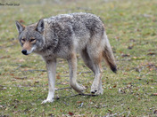Eastern Coyote