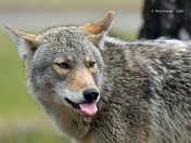 Eastern Coyote