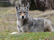 Eastern Coyote