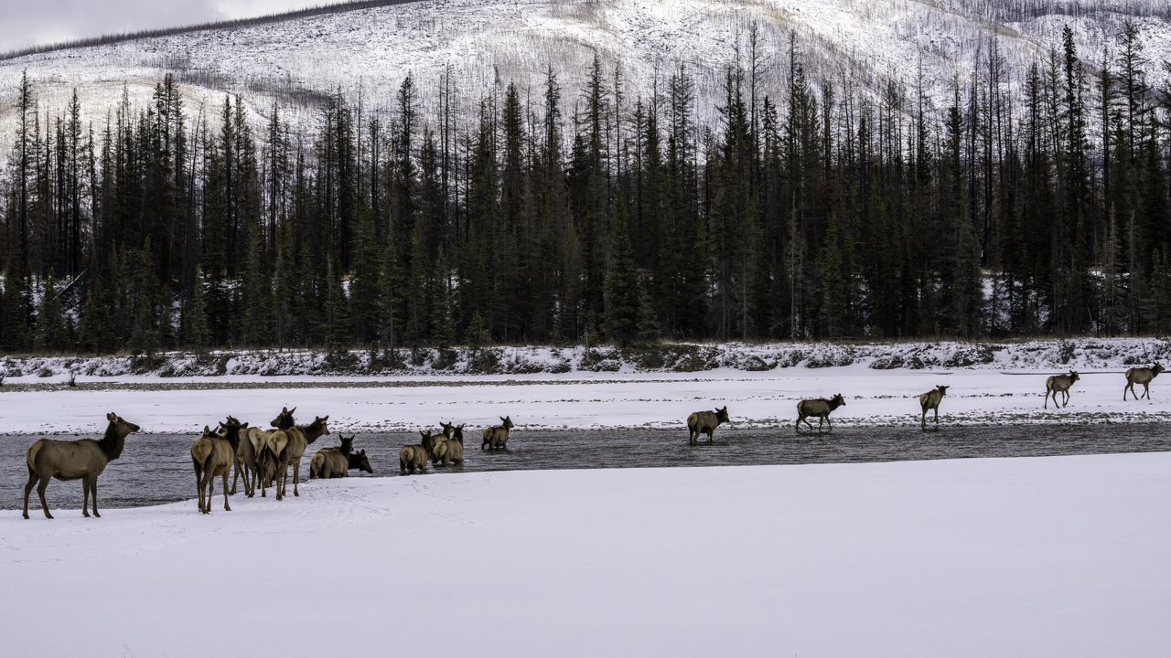 Elk Crossing