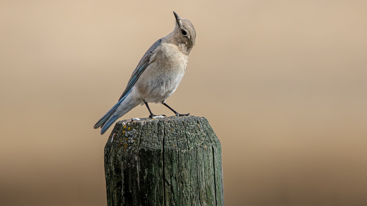 What About This Angle?