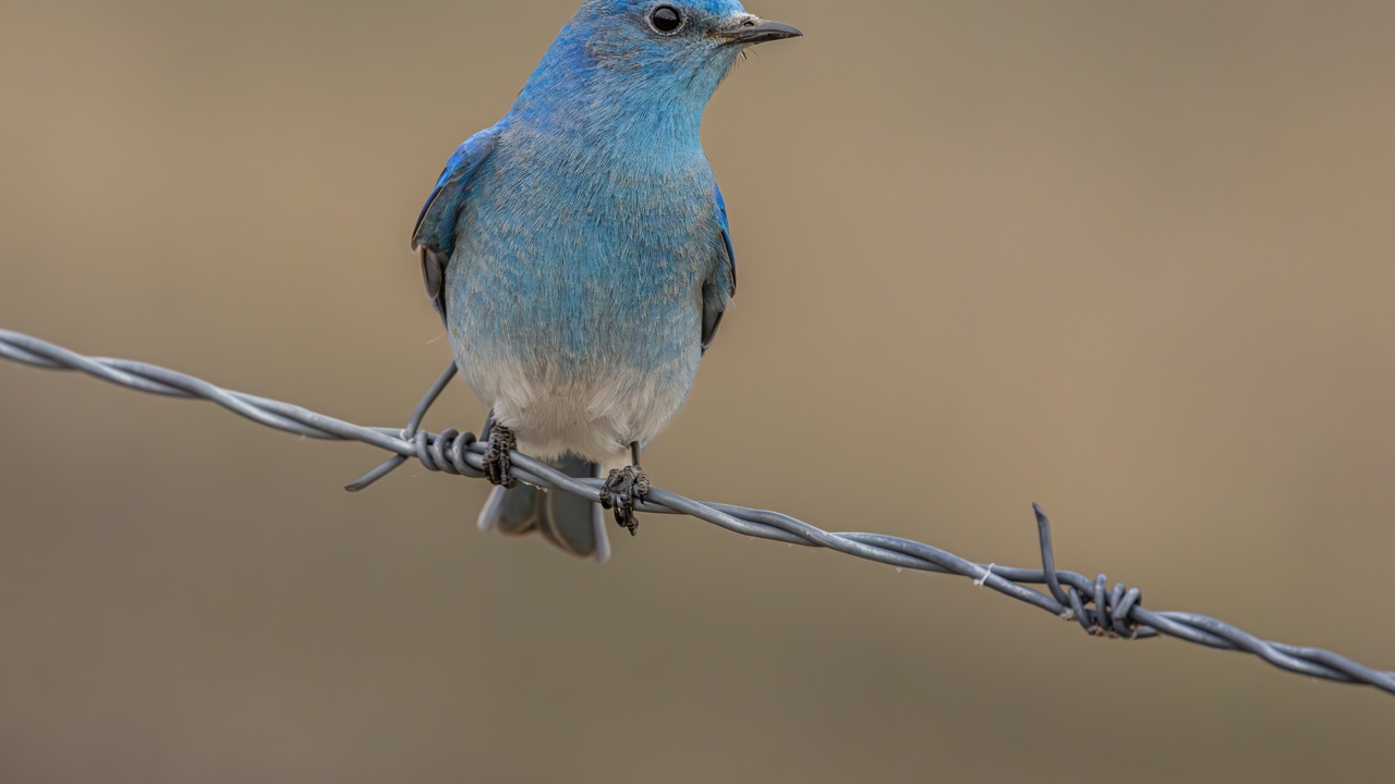 Careful Where You Land