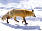 Shadow mode:activated