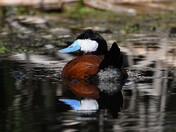 Ruddy Duck Male in vicinity of his mate 