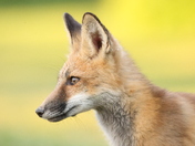 Red Fox portrait in Niagara Falls, Ontario