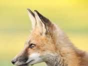 Red Fox portrait in Niagara Falls, Ontario