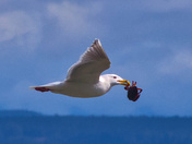 Gull With Crab