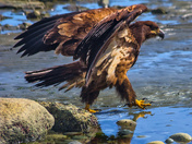 Golden Eagle