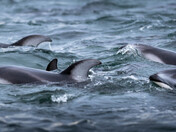 Among the Dolphins