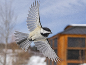Black capped chickdee
