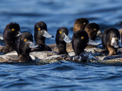 Ducks...in a, well, you know!  