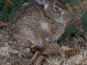 Vancouver Island Easter Bunny