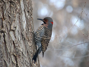 Yellow Shafted Northern Flicker