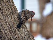 Yellow Shafted Northern Flicker