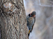 Yellow Shafted Northern Flicker