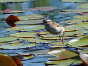 Feeding at the marsh