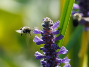 Bumblebee and Pickerelweed