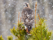Red-tailed Hawks have arrived!