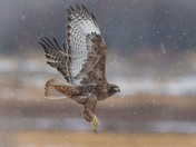 Red-tailed Hawks have arrived!
