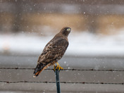 Red-tailed Hawks have arrived!