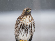 Red-tailed Hawks have arrived!