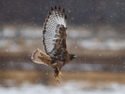 Red-tailed Hawks have arrived!