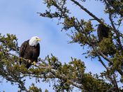 Anticipating Every Move of the Watcher