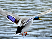 Mallard Duck