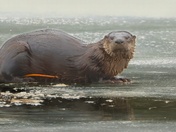 Algonquin Otter