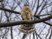 Who's That Down Below?