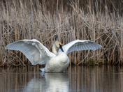 Trumpeter Swan