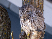 Little Backyard Visitor