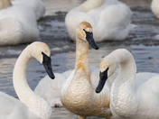 The Quiet Elegance of spring migration....