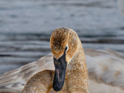 The Quiet Elegance of spring migration....