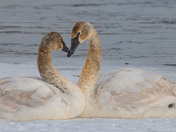 The Quiet Elegance of spring migration....