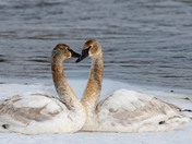 The Quiet Elegance of spring migration....