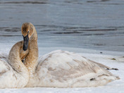 The Quiet Elegance of spring migration....