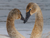 The Quiet Elegance of spring migration....