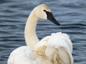 The Quiet Elegance of spring migration....
