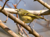 Ruby-crowned Kinglet