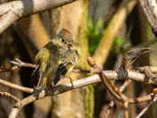 Golden-crowned Kinglet