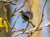 Yellow-rumped Warbler