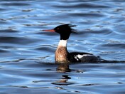 Red Breasted Merganser. Male.