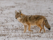 Coyote - canas lantras