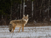 Coyote - canas lantras